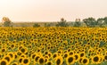 Beautiful agricultutal field of blooming yellow flowers of sunflower. Summer agricultural background. Source of sunflower cooking Royalty Free Stock Photo