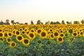 Beautiful agricultutal field of blooming yellow flowers of sunflower. Summer agricultural background. Source of sunflower cooking Royalty Free Stock Photo