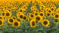 Beautiful agricultutal field of blooming yellow flowers of sunflower. Summer agricultural background. Source of sunflower cooking Royalty Free Stock Photo