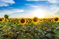 Beautiful agricultutal field of blooming yellow flowers of sunflower on summer suntet backgound. Summer agricultural background. Royalty Free Stock Photo