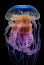Beautiful jellyfish with a small water bubbles. Royalty Free Stock Photo