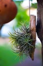 Beautiful Air Plant call TillandsiaÃ¢â¬â¹ funckiana., Colorful Tillandsia on Backyard Garden nature background