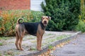 Beautiful airedale terrier Royalty Free Stock Photo