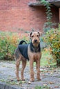 Beautiful airedale terrier Royalty Free Stock Photo