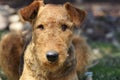 Alert intelligent pet dog in obedience training school