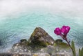 Oleander flower with leaves, rocky coast river in fog. Royalty Free Stock Photo