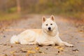 Beautiful Akita dog in the forest