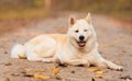 Beautiful Akita dog in the forest