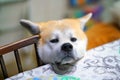 Beautiful Akita dog with his head on the table