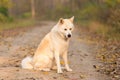 Beautiful Akita dog in the forest