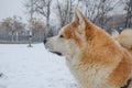 Beautiful akita inu profile portrait japanese dog in snow