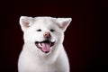 Beautiful Akita Inu puppy