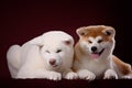 Beautiful Akita Inu puppy and flower