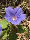 Alabama Tall Common Blue Morning Glory Wildflower - Ipomoea indica