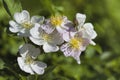 Climbing Prairie Rose - Rosa setigera