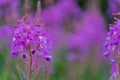 Beautiful Alaska fireweed purple wildflower, blurred background Royalty Free Stock Photo