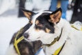 Beautiful alaska husky dogs at the finish line of a sled dog race. Royalty Free Stock Photo