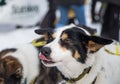 Beautiful alaska husky dogs at the finish line of a sled dog race. Royalty Free Stock Photo