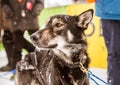 Beautiful alaska husky dogs at the finish line of a sled dog race. Royalty Free Stock Photo