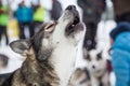 Beautiful alaska husky dogs at the finish line of a sled dog race. Royalty Free Stock Photo