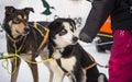 Beautiful alaska husky dogs at the finish line of a sled dog race. Royalty Free Stock Photo