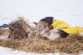 Beautiful alaska husky dogs resting during a sled dog race. Royalty Free Stock Photo