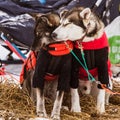 Beautiful alaska husky dogs resting during a sled dog race. Royalty Free Stock Photo