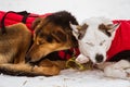 Beautiful alaska husky dogs resting during a sled dog race. Royalty Free Stock Photo