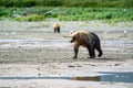 Beautiful Alaskan Coastal Brown Bear grizzly wanders in the creek - Katmai National Park