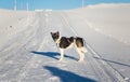 Beautiful alaskan husky dog enjoying a sunny day in winter.