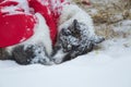 Beautiful alaskan husky dogs resting during a long distance sled dog race in Norway.