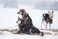 Beautiful alaskan husky dogs resting during a long distance sled dog race in Norway.