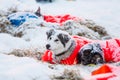 Beautiful alaskan husky dogs resting during a long distance sled dog race in Norway. Royalty Free Stock Photo