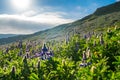 Beautiful Alaskan Lupine field during warm summer day in Iceland