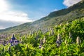 Beautiful Alaskan Lupine field during warm summer day in Iceland