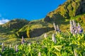 Beautiful Alaskan Lupine field during warm summer day in Iceland