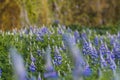 Alaskan Lupine field in Iceland