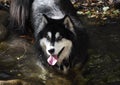 Beautiful Alaskan Malamute Wading in Water with His Tongue Out Royalty Free Stock Photo