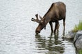 Beautiful Alaskan moose wanders in the calm water Royalty Free Stock Photo