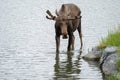 Beautiful Alaskan moose wanders in the calm water Royalty Free Stock Photo