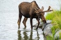 Beautiful Alaskan moose wanders in the calm water