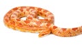 Beautiful Albino corn snake Royalty Free Stock Photo