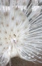 Beautiful albino peacock spread tail-feathers Royalty Free Stock Photo