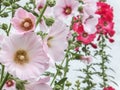 Beautiful Alcea rosea, Pink Malva or Hollyhock with bright pink color in the garden. Royalty Free Stock Photo