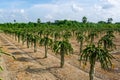 Beautiful alined dragon fruit land in on the blue sky background Royalty Free Stock Photo