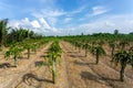 Beautiful alined dragon fruit land in on the blue sky background