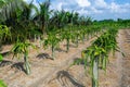 Beautiful alined dragon fruit land in on the blue sky background