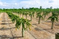 Beautiful alined dragon fruit land in on the blue sky background Royalty Free Stock Photo