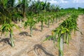 Beautiful alined dragon fruit land in on the blue sky background Royalty Free Stock Photo