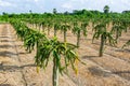 Beautiful alined dragon fruit land in on the blue sky background